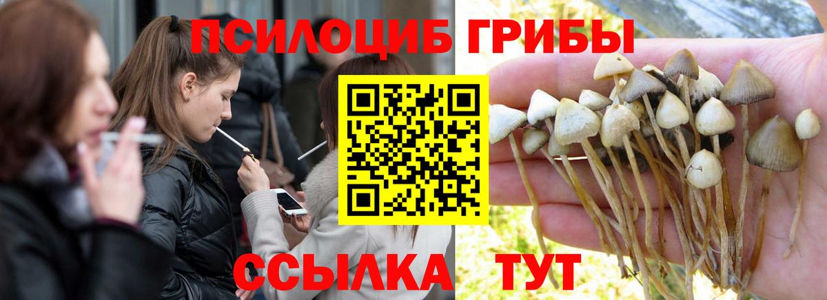 Псилоцибиновые грибы Psilocybe Сергиев Посад